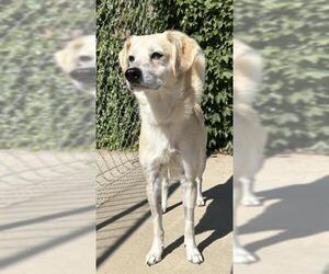 Beagle-Chihuahua Mix Dogs for adoption in Lodi, CA, USA