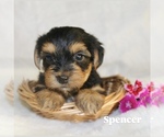 Small #6 Yorkshire Terrier