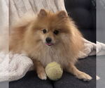 Small #4 Pomeranian