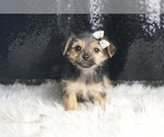 Puppy Pudding F1B Morkie
