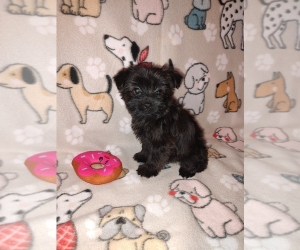 Medium Photo #2 YorkiePoo Puppy For Sale in LAPEER, MI, USA