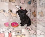Small Photo #2 YorkiePoo Puppy For Sale in LAPEER, MI, USA