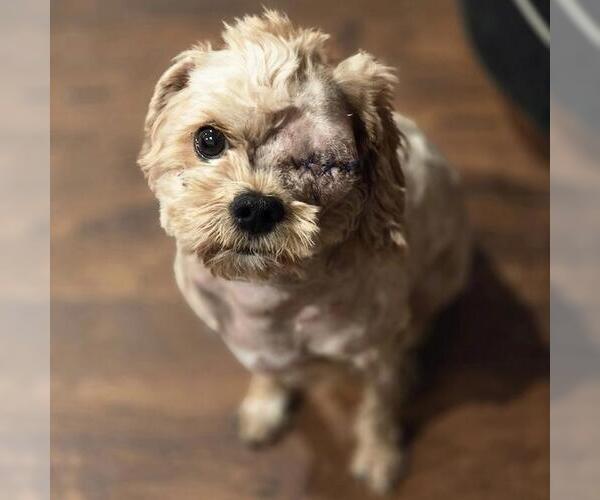 Medium Photo #2 Poodle (Miniature)-Unknown Mix Puppy For Sale in San Diego, CA, USA