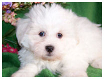 Medium Photo #1 Maltese-Poodle (Toy) Mix Puppy For Sale in AURORA, OR, USA