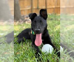 Labrador Retriever-Unknown Mix Dogs for adoption in San Antonio, TX, USA