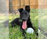 Small Labrador Retriever Mix