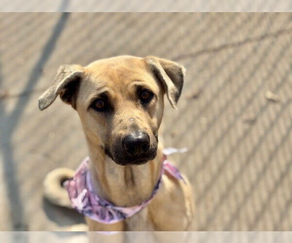 Medium Photo #1 Labrador Retriever-Unknown Mix Puppy For Sale in Tulsa, OK, USA