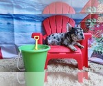 Small #3 French Bulldog