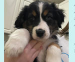 Puppy Spritz Australian Shepherd