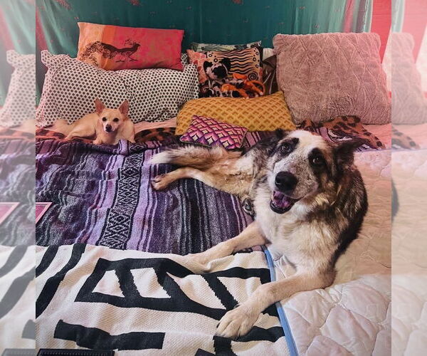 Medium Photo #2 German Shepherd Dog-Unknown Mix Puppy For Sale in Spring Lake, NC, USA