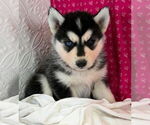 Small #1 Siberian Husky