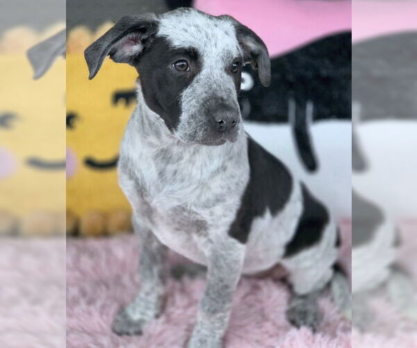 Medium Photo #3 American Pit Bull Terrier-Unknown Mix Puppy For Sale in Chino Hills, CA, USA