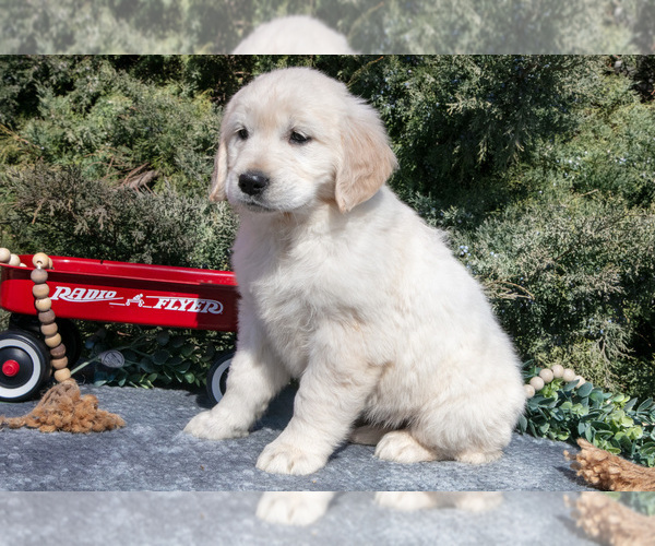 Medium Photo #13 English Cream Golden Retriever Puppy For Sale in ROCHESTER, IN, USA