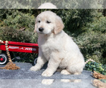 Small #2 English Cream Golden Retriever
