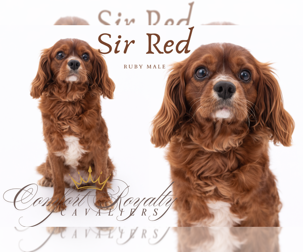 Medium Photo #1 Cavalier King Charles Spaniel Puppy For Sale in MESA, AZ, USA