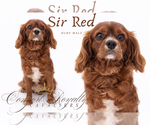 Small Photo #1 Cavalier King Charles Spaniel Puppy For Sale in MESA, AZ, USA