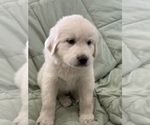 Puppy 2 Golden Retriever
