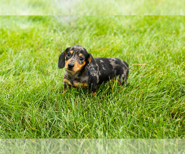 Medium Photo #3 Dachshund Puppy For Sale in MILFORD, IN, USA