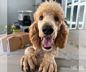 Poodle (Standard)-Unknown Mix Dogs for adoption in Washington, DC, USA