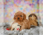 Image preview for Ad Listing. Nickname: Oliver