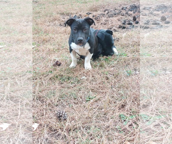 Medium Photo #2 Mutt Puppy For Sale in Sheboygan, WI, USA