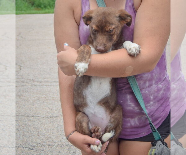 Medium Photo #3 Australian Shepherd-Unknown Mix Puppy For Sale in Huntley, IL, USA