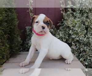 Boxer Puppy for sale in SHILOH, OH, USA