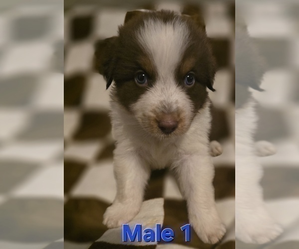 Medium Photo #4 Australian Shepherd Puppy For Sale in ROY, UT, USA