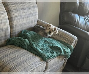 A Hot Coco - Female Mutt Dog for Adoption - Photo #3
