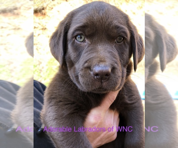 Medium Photo #5 Labrador Retriever Puppy For Sale in SYLVA, NC, USA
