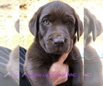 Small Photo #5 Labrador Retriever Puppy For Sale in SYLVA, NC, USA