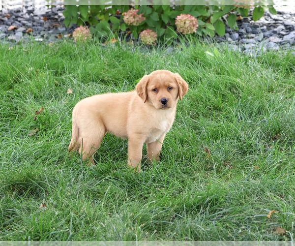 Medium Photo #4 Labrador Retriever Puppy For Sale in SYRACUSE, IN, USA