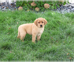 Small #3 Labrador Retriever
