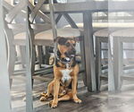 Small #5 Mutt
