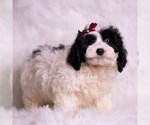 Small Photo #19 Goldendoodle (Miniature) Puppy For Sale in WARSAW, IN, USA