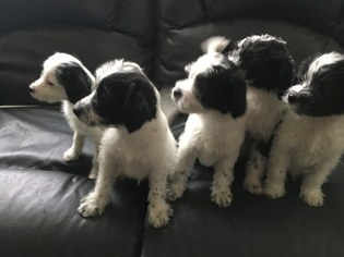 Jack-A-Poo-Poodle (Miniature) Mix Puppy for sale in BINGHAMTON, NY, USA