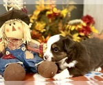 Small #3 Miniature Australian Shepherd