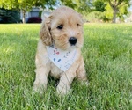 Small Photo #6 Australian Labradoodle Puppy For Sale in SEATTLE, WA, USA