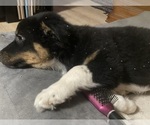 Puppy Solstice Australian Shepherd