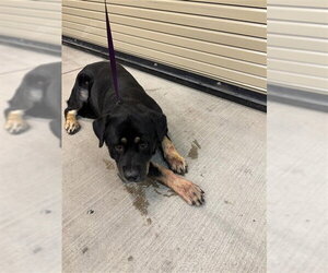 Rottweiler Dogs for adoption in Houston, TX, USA