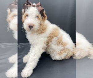 Poodle (Standard) Puppy for sale in DENISON, TX, USA
