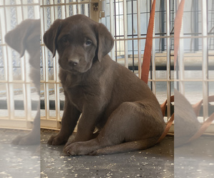 Labrador Retriever Puppy for sale in FLAGLER, CO, USA
