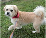 Small #2 Mutt