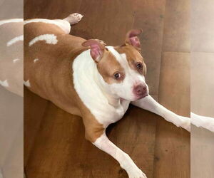 Pumpkin Latte - Female American Staffordshire Terrier-Unknown Mix Dog for Adoption - Photo #12