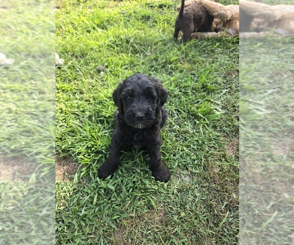 Medium Photo #8 Labradoodle Puppy For Sale in ATHELSTANE, WI, USA