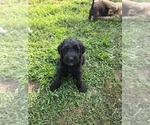Small #7 Labradoodle