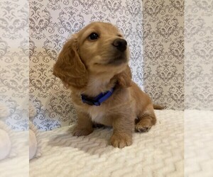 Dachshund Puppy for sale in BUCHANAN, GA, USA
