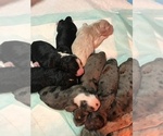 Small Photo #27 Aussiedoodle-Poodle (Standard) Mix Puppy For Sale in COMMERCE, MI, USA