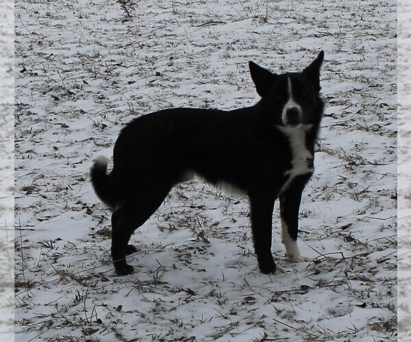 Medium Photo #1 Australian Cattle Dog-Border Collie Mix Puppy For Sale in LEHIGH, IA, USA