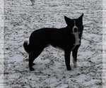 Small Photo #1 Australian Cattle Dog-Border Collie Mix Puppy For Sale in LEHIGH, IA, USA